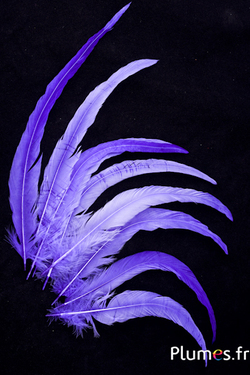 Coq fouet - 25-30 cm - lilas